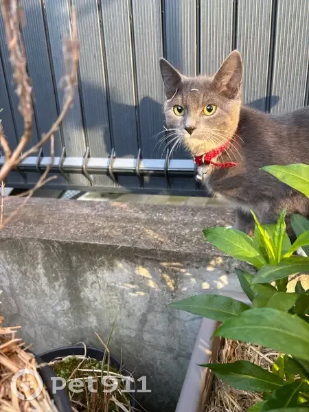 Chat trouvé Rue d'Espagne, Roubaix - photo
