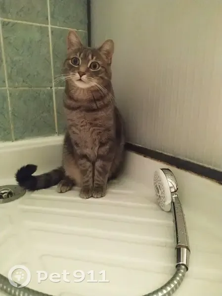 Chat tigré gris 'Moustache' perdu à Reims - photo