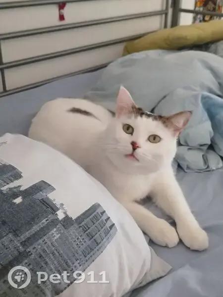 Chat mâle blanc tigré perdu à Trévoux - photo