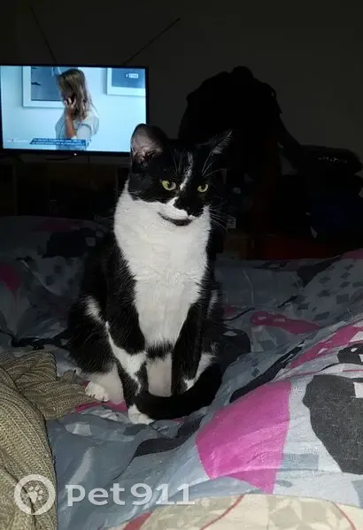Chatte noire et blanche perdue, Le Breuil - photo
