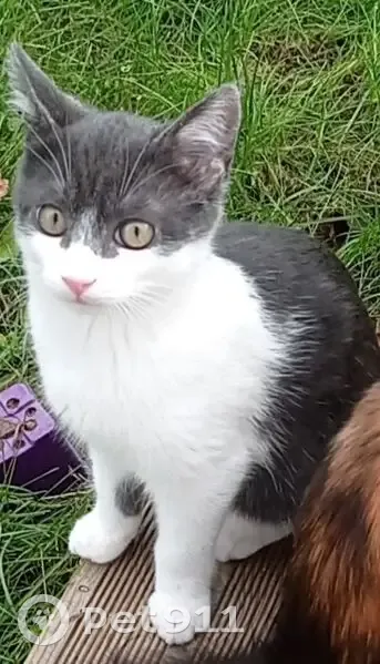 Chatte blanche & grise disparue à Carbonne - photo