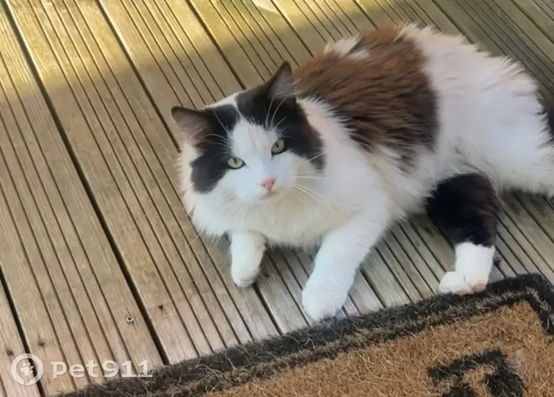 Chat trouvé à Cornebarrieu, Occitanie - photo