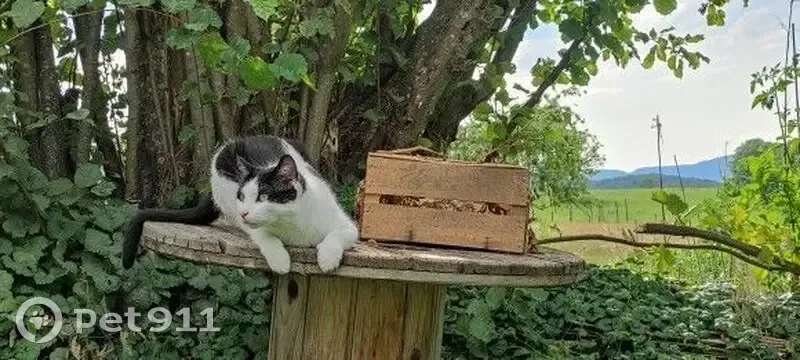 Chat perdu à Curienne, sociable et pucée - photo