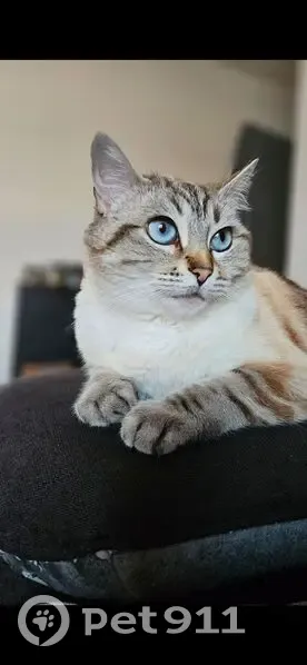 Chatte grise et blanche disparue à Pessac - photo