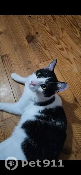 Chat perdu, jeune mâle vif à Herzeele - photo