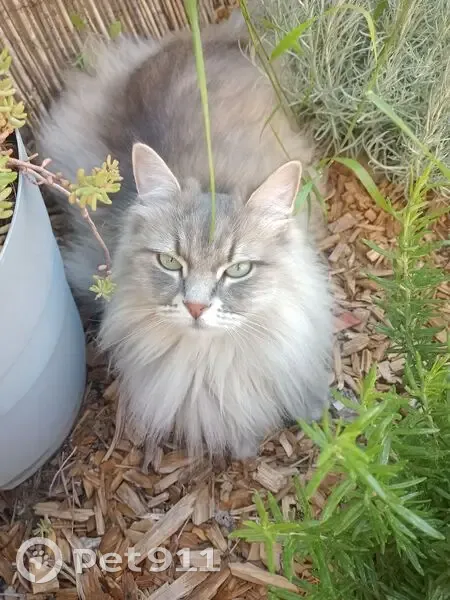 Chatte Sibérienne grise perdue à Sorgues - photo