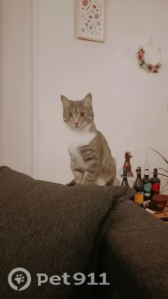 Petite chatte grise perdue à Grenoble - photo