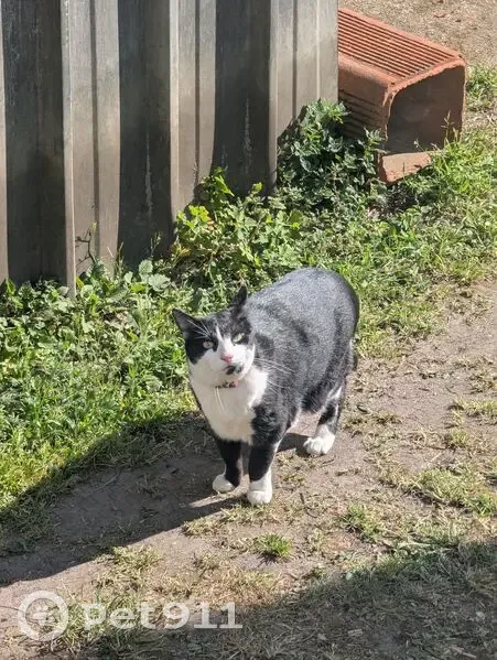 Chat trouvé avec collier rouge à Vincennes - photo