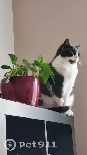 Chatte stérilisée perdue à Viry-Châtillon - photo