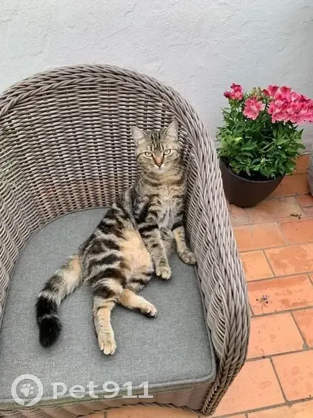 Petit chat tigré perdu à Nîmes - photo