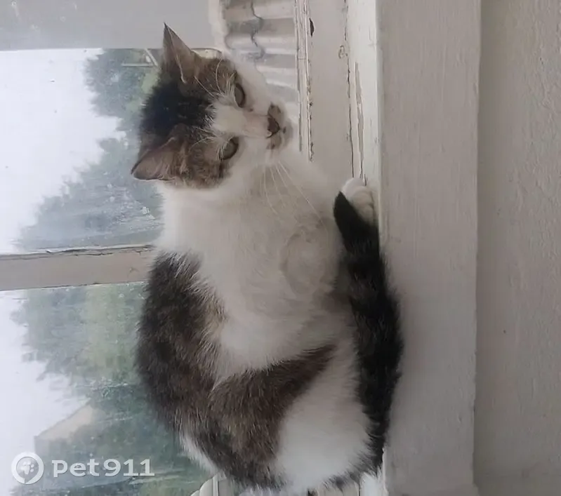 Chatte disparue à Nantes, rue de la Prairie - photo