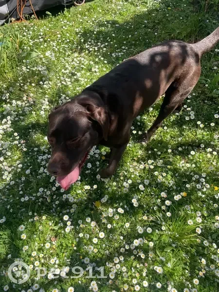Labrador femelle trouvée à Montaudran - photo