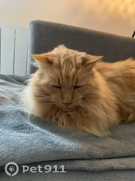 Alerte : Chatte roux Knacki perdue à Eybens - photo