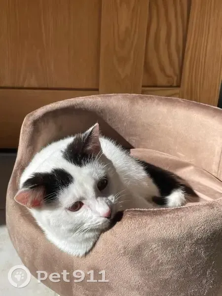 Chatte perdue près de la prison, Béziers - photo