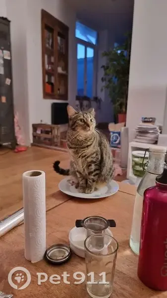 Chatte tigrée grise disparue à Libourne - photo
