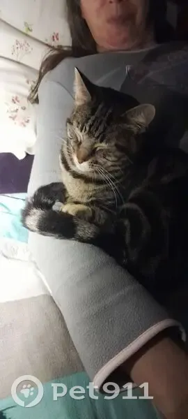 Chatte tigrée disparue au Mée-sur-Seine - photo