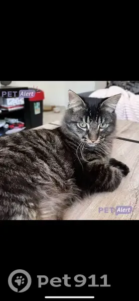 Chat disparu, mâle noir tigré, Lanester - photo