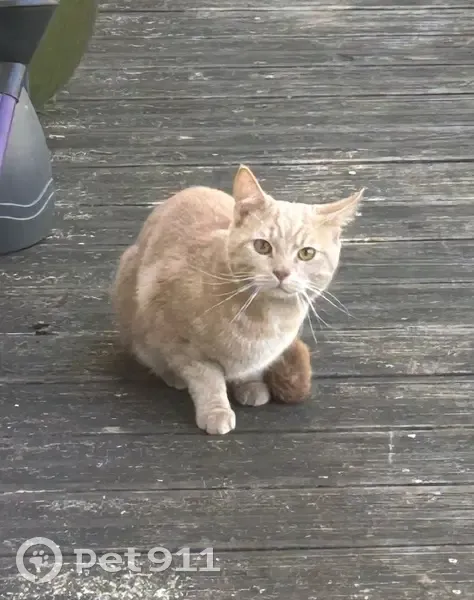 Chat trouvé, affamé, Rue de la Pradelle - photo