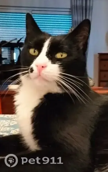 Chat noir et blanc perdu à Eysines - photo