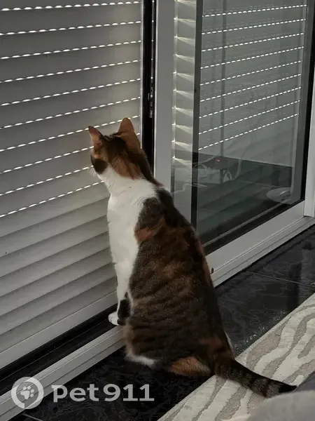 Chat Rillette disparu à Cugnaux - photo