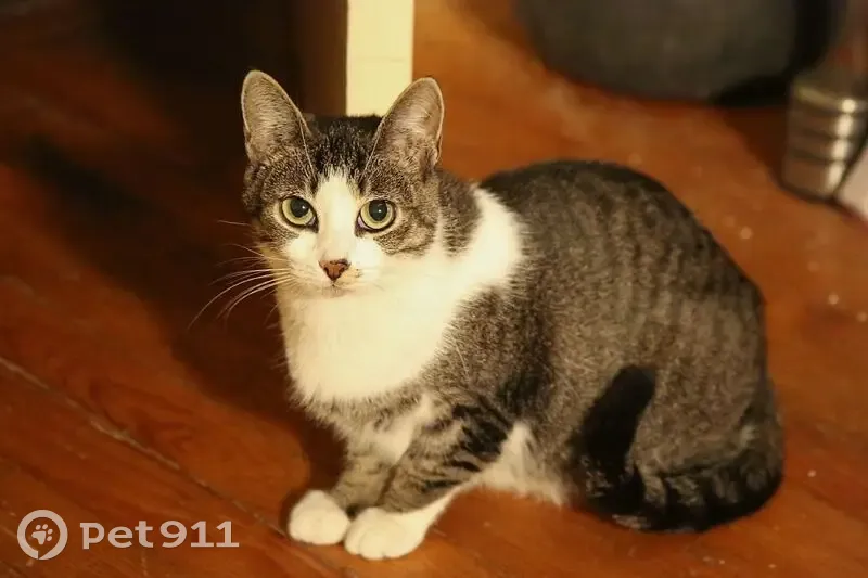 Chatte perdue à Brest, rue de Cherbourg - photo