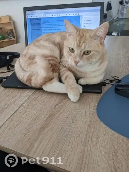 Sushi, chat 4 ans, perdu à Neuville - photo