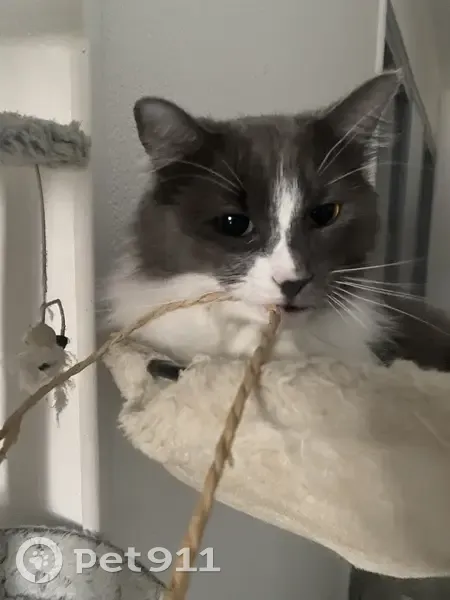 Chat mâle castré disparu à Pamiers - photo
