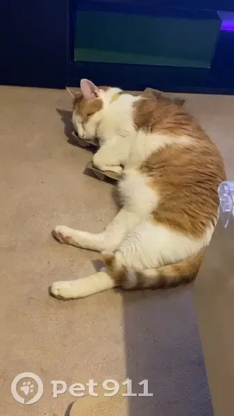 Chat roux et blanc perdu à Limoges - photo