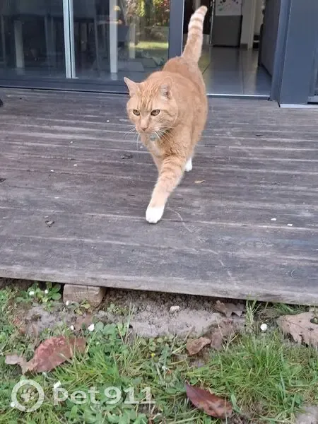 Chat roux perdu avec collier à Lille - photo