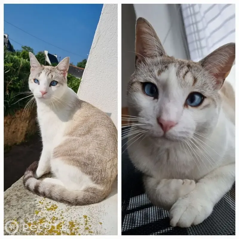 Chat disparu à Guipavas : aide recherchée - photo