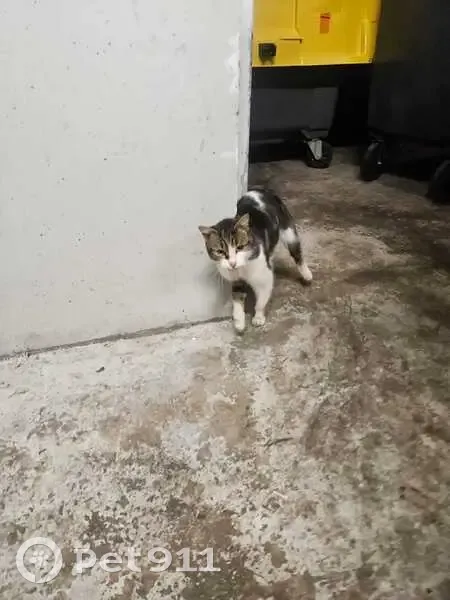 Chatte tricolore amaigrie trouvée à Lille - photo