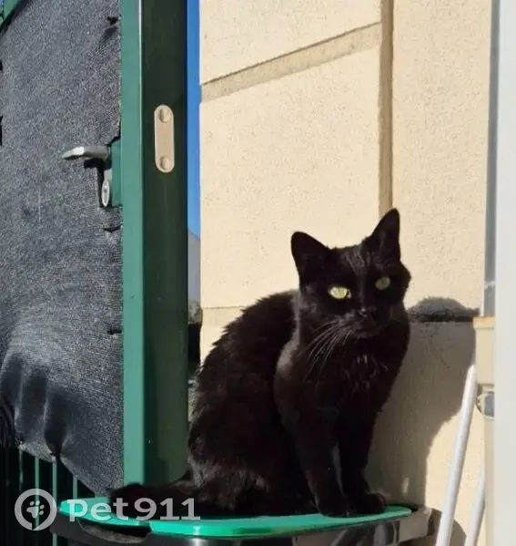 Chat noir mâle disparu à Morangis (91) - photo