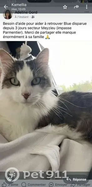 Chatte blanche et tigrée perdue à Meyzieu - photo