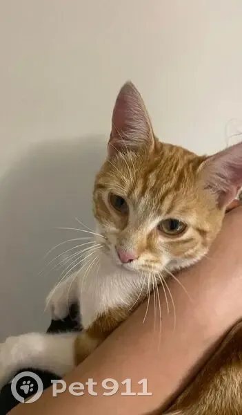 Chaton câlin perdu à Ostricourt - photo