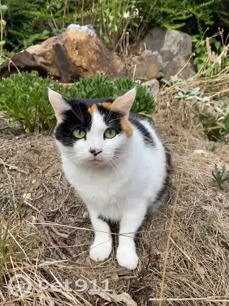 Perdu: chatte tricolore Vesta à Couzeix - photo