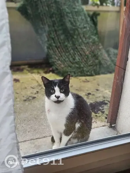 Chatte noire et blanche trouvée à Sucy-en-Brie - photo