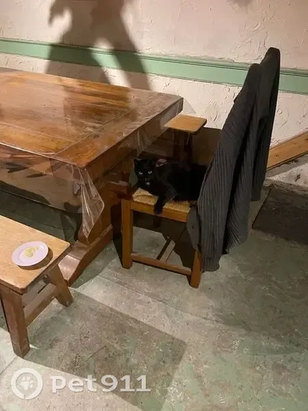 Chat noir diabétique trouvé à Pontgibaud - photo