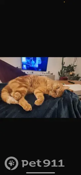 Chat roux Poté perdu à École-Valentin - photo