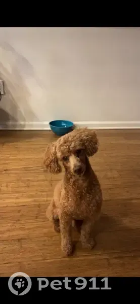 Lost Dog: Anxious & Scared, $100 Reward - photo