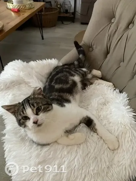 Chat perdu, oreille gauche abîmée, Brest - photo