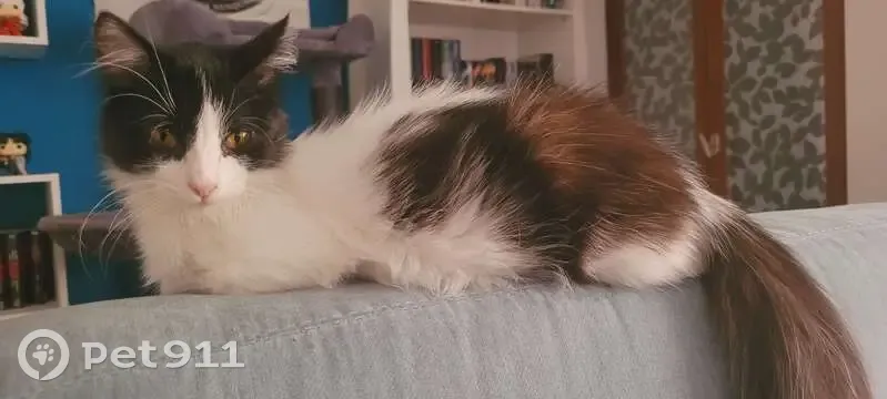 Chatte blanche et noire perdue à Rabastens - photo