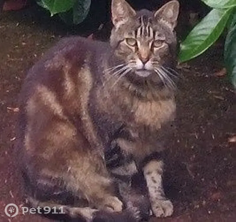 Chat trouvé près de la place Magdelaine - photo