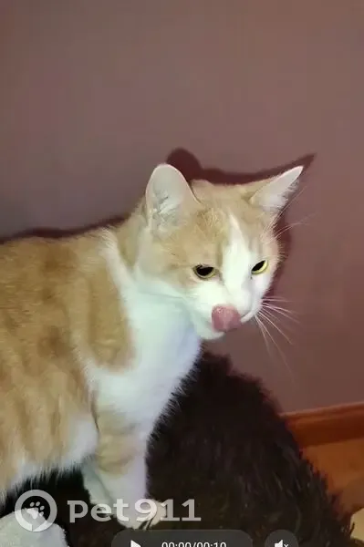 Chat blanc et roux perdu à Brest, Kergoat - photo