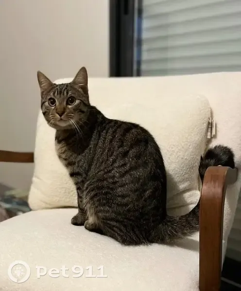 Watson, chat tigré perdu à Limoges - photo