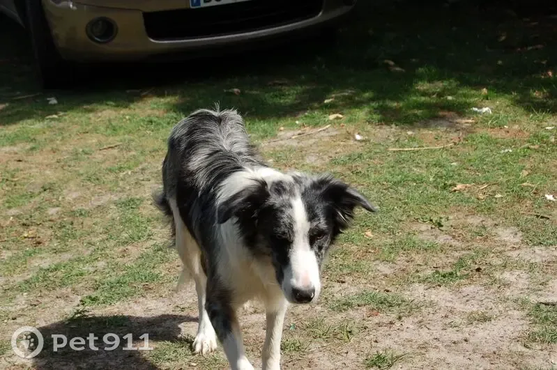 Chien perdu : Isis, border collie X berger - photo