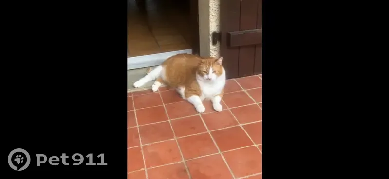 Pinocchio, chat roux et blanc perdu à Lestiou - photo
