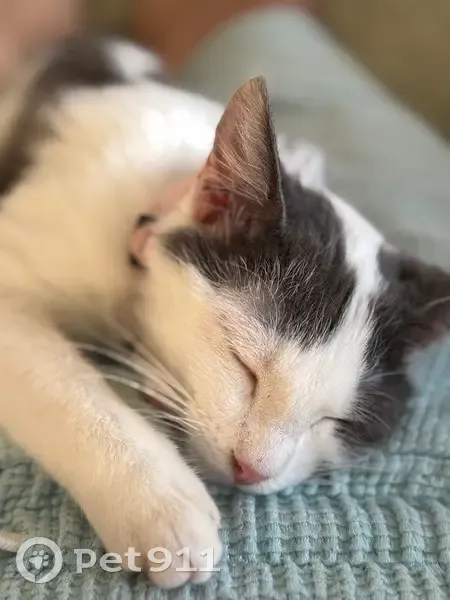 Chaton noir et blanc perdu à Saint-Aignan - photo