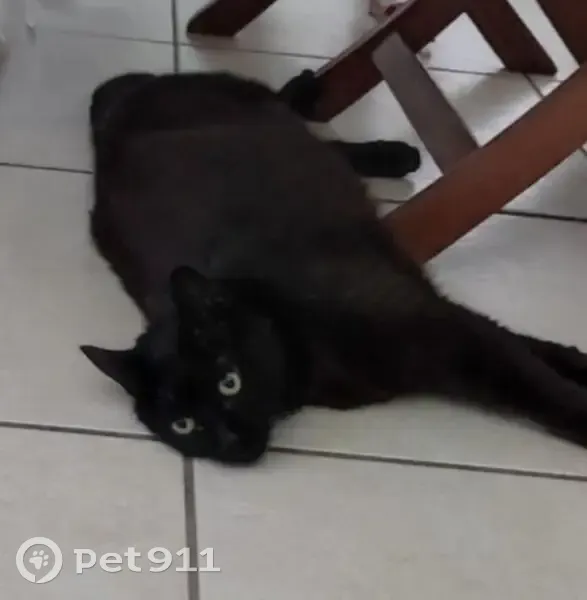 Chat noir peureux perdu à Vayres - photo