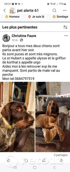 Chien perdu, Les Margottières, Val-au-Perche - photo