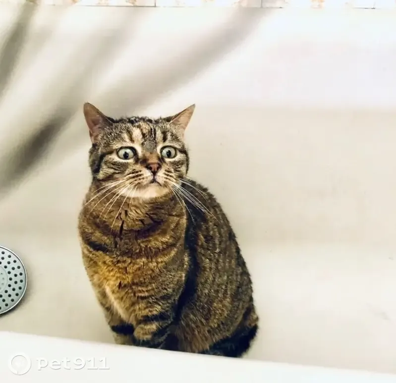 Minette tigrée perdue à La Ravoire - photo